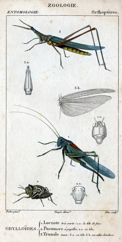 Naturhistorisk styre. Entomologi. Familie av ortoptere. Grylloides: 1. Græshopper veldig grønn. 1.a. fronthodet; 2. Pneumore har smaksløker; 2.a. hodet; 3. Nasu truxal; 3.a. hode; 3.b. utvidede vinger. av Unknown artist
