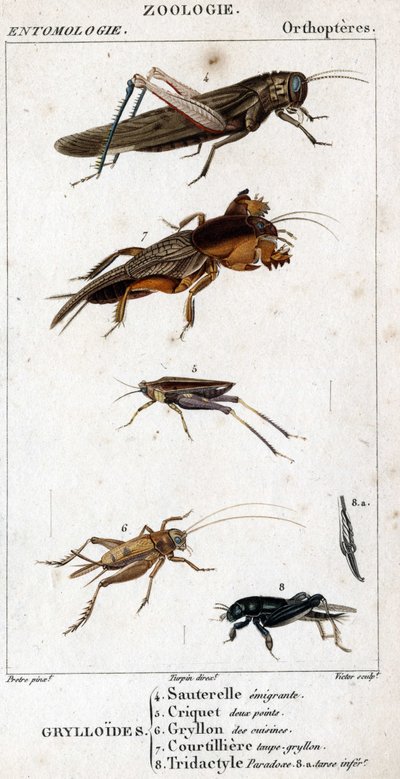 Naturhistorisk styre. Entomologi. Familie av ortoptere. Grylloides: 4. Emigrerende gresshoppe; 5. Grasshopper to poeng; 6. Gryllon fra kjøkkenene; 7. Gryllon mol buljong; 8. Tridactyl paradoks; 8a. inferior tarsus. av Unknown artist