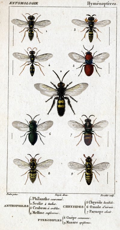 Naturhistorisk styre. Entomologi. Hymenopteres-familien. Antofile: 1. Filanth-krone; 2. Scoile 4 flekker; 3. Screening crabron; 4 Melline ruficorne. Chryside: 5. Klar Chryside; 6. Hjerne Omalum; 7. Parnope-kjøtt. Pterodiples: 8. fellesareal; 9. Masar av Unknown artist