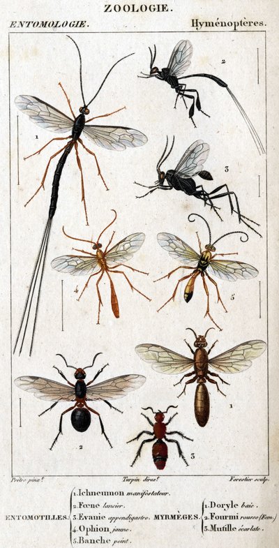 Natural history board. Entomology. Hymenopteres family. Entomotilles: 1. Inchneumon protester; 2. Foene lancier; 3. Evanie appendigastre; 4. Yellow ophion; 5. White painted. Myrmeges: 1. Doryle bay; 2. Provided redhead (Fem.) 3. Ecarlate mutille. av Unknown artist