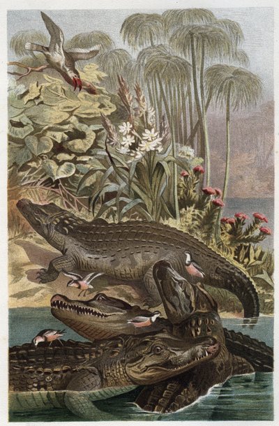 Nilkrokodillen - Nilkrokodillen (Crocodylus niloticus) - gravering fra "" Brehms dyreliv"" av Alfred Edmund Brehm (1829-1884) av Unknown artist