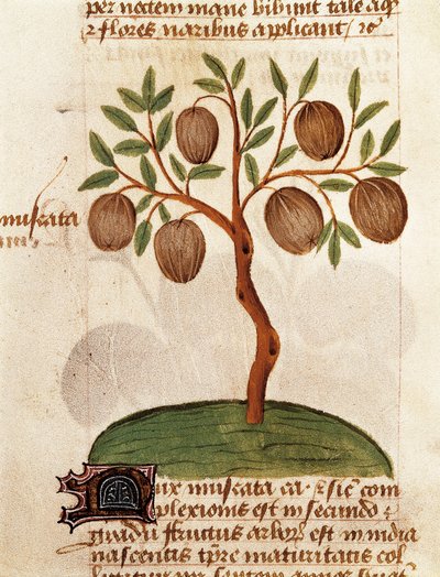 Muskat, Beskrivelse av medisinplanter og hvordan de tilberedes. Side fra manuskriptet "Treatise on herbs" (Tractatus de herbis) av Pedanius Dioscorides av Unknown artist