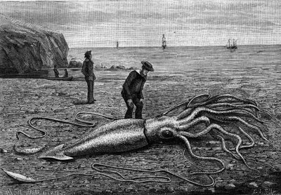 Octopus of the coast of Newfoundland, Newfoundland: “” Architeuthis princeps””. Engraving in “” La Nature: revue des sciences et de leurs applications aux arts et a l