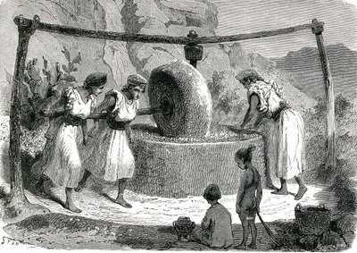 Olivenkvern i Algerie 1885 av Unknown artist