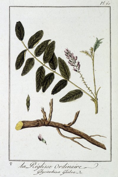 Ordinary liquisse (Glycyrrhiza glabra) - i "Exercices in botany for the use of traders", redigert av J.C. Philibert, Imprimerie de Crapelet, Paris av Unknown artist