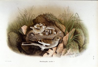 Ornitologi: en alpin niverolle nær reiret til ungene. av Unknown artist
