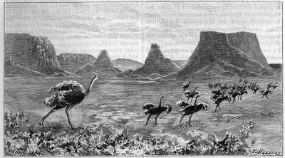 Strutsfri i det sørlige Afrika. Gravering fra 1895 fra en tegning av Lichtenstein fra 1804. av Unknown artist