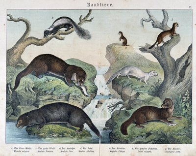 Oter, ildere, vesle... - i "Natural histories of pattedyr", red. Schreiber av Unknown artist