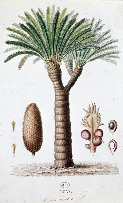 Palm Cycas Revoluta - Botanisk bord av Unknown artist