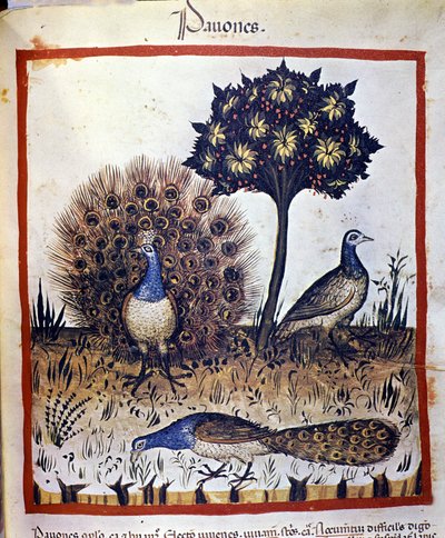 Påfugler representert i "Tacuinum Sanctum" av Unknown artist