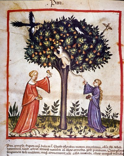 Plukker pærer. Belysning fra melking av medisin og diett "" Tacuinum sanitatis"" av Unknown artist