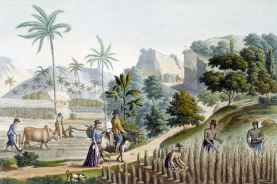 Pilling og planting av ris på Guam Island (Mikronesia) av Unknown artist