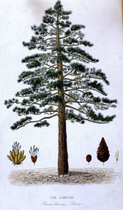 Pin Laricio - botanisk bord av Unknown artist