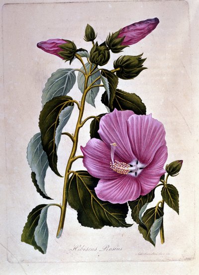 Rosa ibiscus. Botanisk styre. Gravering. av Unknown artist
