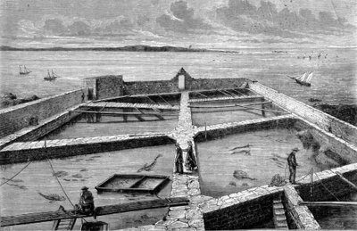 Fiskeoppdrett på Concarneau. Gravering fra 1860. av Unknown artist