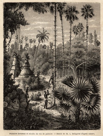 Planting av borassus-palmer i Laos og innsamling av palmevin, som er ingen ringere enn syven til det innsnittede treet, væsken samles i en bambus, og stammen forvandles til en ekte skala, ved hjelp av små rottingstriper, der tipsene til av Unknown artist