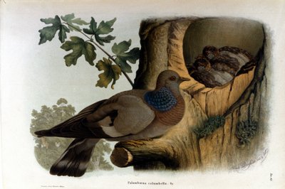 Plate som viser en due nær reiret. av Unknown artist