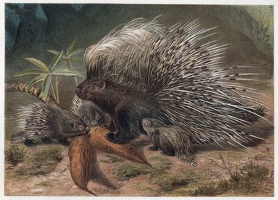 Pork epic a crete (porc-epic) - The crested porcupine (Hystrix cristata) - engraving from “” Brehm