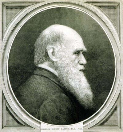 Portrett av Charles Darwin (1809 - 1882) av Unknown artist
