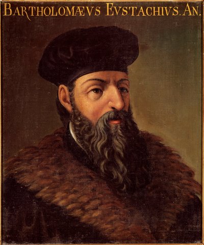 Portrett av den italienske anatomen og legen Bartolomeo Eustachi (Barthelemy Eustache) (1505-1574) Anonymt maleri. Padua fra 1500-tallet, Universite Italy - Portrett av den italienske anatomen og legen Bartolomeo Eustachi (1505-1574). Anonym maling av Unknown artist