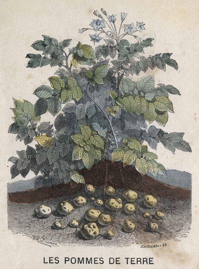 Potatoes. 19th century illustration. Bianchetti collection. av Unknown artist
