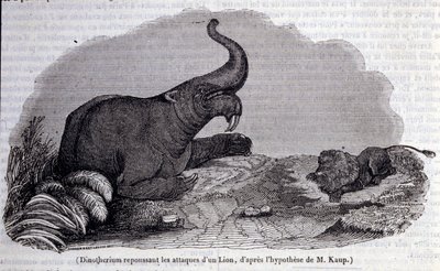 Forhistorie: representasjon av et dinotherium, type pachyderm, som frastøter angrepet av en løve. Gravering av 1800-tallet av Unknown artist