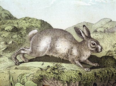 Kanin - i "Natural History of Pattedyr", red. Schreiber av Unknown artist