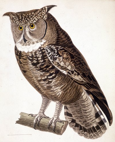 Raptor: Afrikansk ugle. 1800-talls gravering av Unknown artist