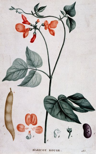 Rød bønne, botanisk bord av Unknown artist