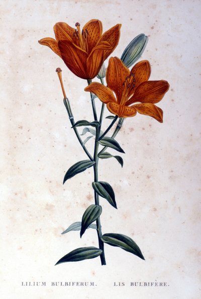 Rød bulbiferous lilje. 1800-talls gravering. av Unknown artist