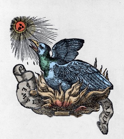 Representasjon av en Føniks (eller Føniks), legendarisk fugl, gjenfødt fra asken. Gravering fra 1800-tallet av Unknown artist