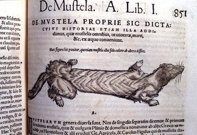 Representasjon av en mustella (familie av mustelids) relatert til veslen - i Historia Animalium av Conrad Gesner (1516 - 1565), Tiguri av Unknown artist