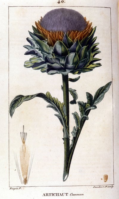 Representasjon av vanlig artisjokk. Botanisk bord. 1800-tallet. av Unknown artist