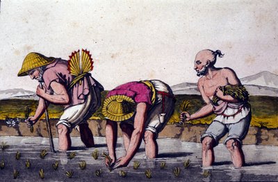 Risdyrking i Kina. 1800-tallstrykk. av Unknown artist