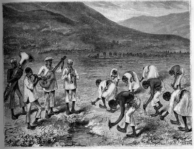 Risplanting på Filippinene. Gravering i «The Youth Journal» av Unknown artist