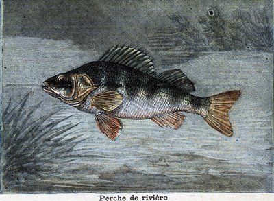 River perch. Engraving from 1897 av Unknown artist