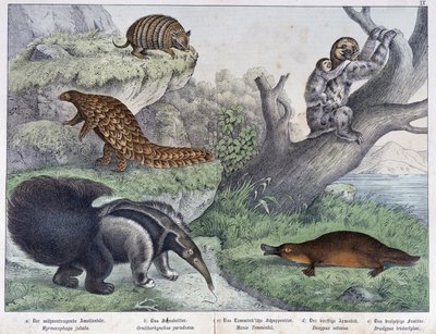 Gnagere: Tatou, lat, maur - i "" Natural histories of pattedyr", red. Schreiber av Unknown artist