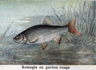 Rotengle or red roach Engraving from 1898 av Unknown artist