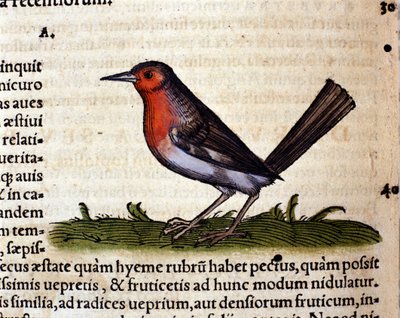 Rouge etter Historia Animalium av Conrad Gesner, Tiguri 1560. Biblioteca Nazionale Braidense. Milan av Unknown artist