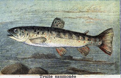 Salmon trout engraving from 1898 av Unknown artist