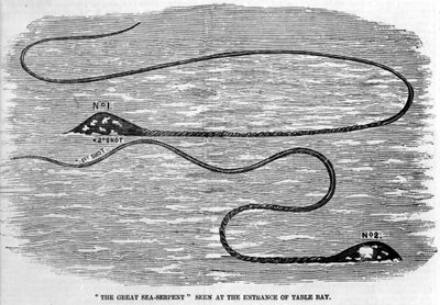 Sjøslange sett i 1850 ved inngangen til Table Bay i Sør-Afrika. Formen på dyrets hode og lange hale antyder at det er de to tentaklene til en gigantisk blekksprut. Era gravering. av Unknown artist
