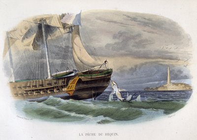 Haifiske - i "Lacepèdes naturhistorie"" av Unknown artist