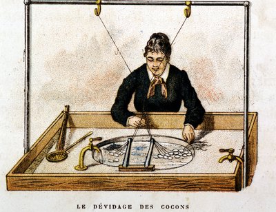 Silkekokonger - gravering av Unknown artist