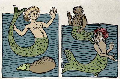Sirene eller Virgin of the Sea, Monkey og Sea Turk. Gravering fra "Hortus sanitatis"" av Unknown artist