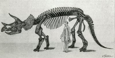 Skjelett av en Triceratops prorsus av Unknown artist