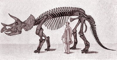 Skjelett av en Triceratops prorsus av Unknown artist