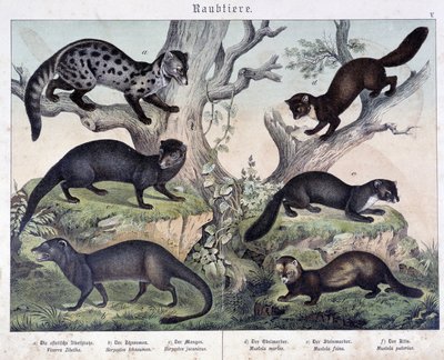 Små karaiser. i "Natural histories of pattedyr", red. Schreiber av Unknown artist