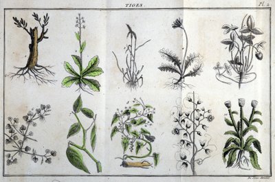 Stengler: i "" Flora Françoise, eller en kort beskrivelse av alle plantene som vokser naturlig i Frankrike, arrangert i henhold til en ny analysemetode som sitatet deres minst tvetydige dyder innen medisin og deres nytte i kunsten"" av J av Unknown artist