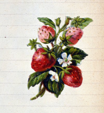 Jordbær. 1800-talls kromolitografi. av Unknown artist