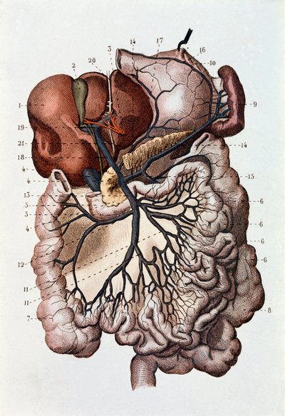 Studie av menneskelig hjerne, cerebrale hemisfærer og lillehjernen (gravering av Unknown artist